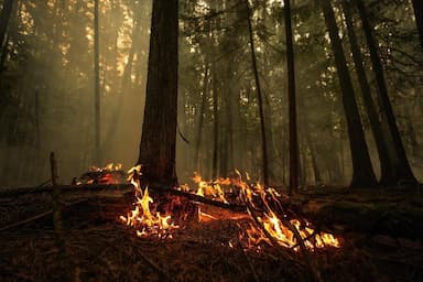 b-c-wildfires-province-extends-state-of-emergency-for-2-weeks