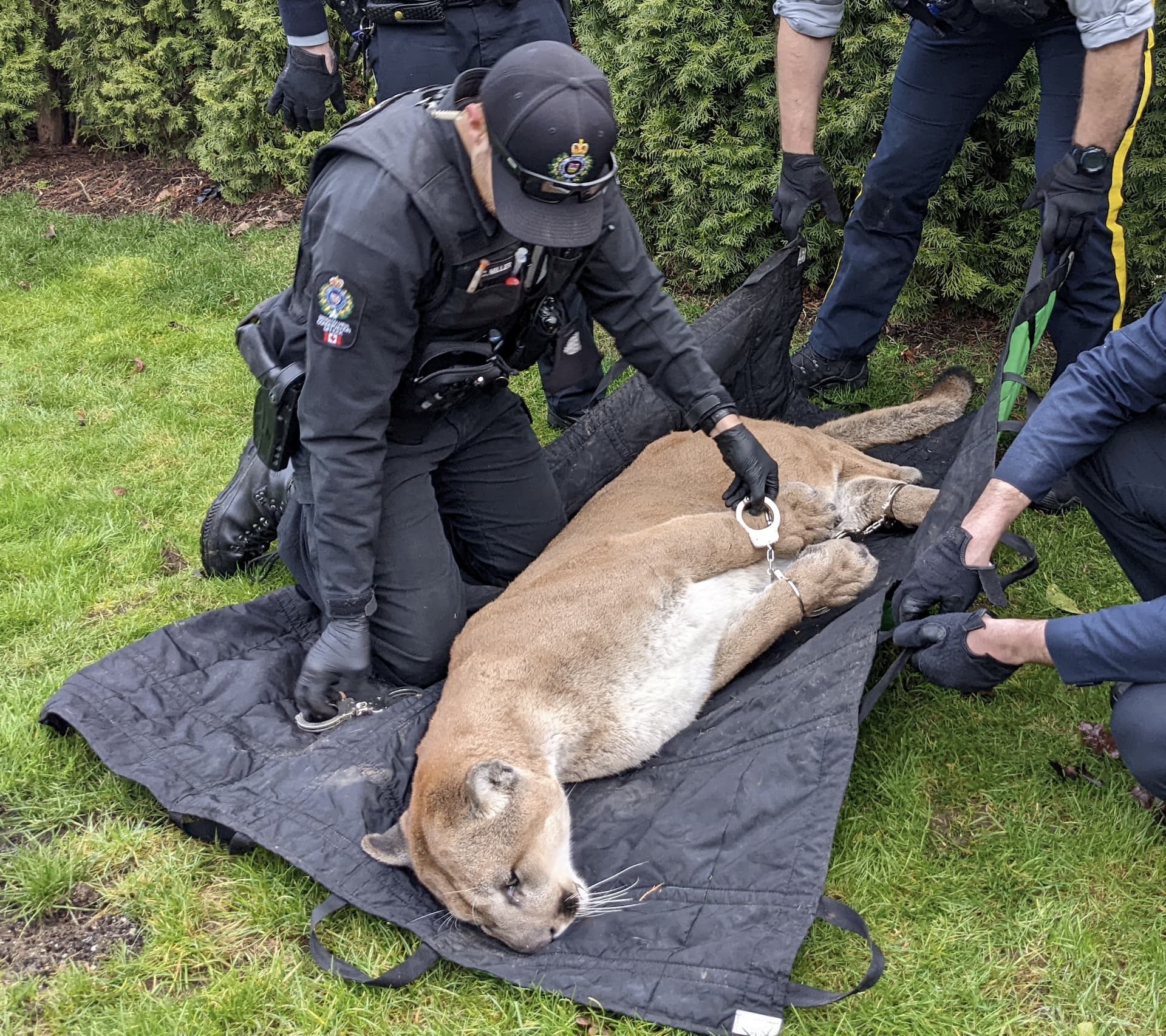 rcmp-handcuff-cougar-spotted-in-maple-ridge-neighbourhood