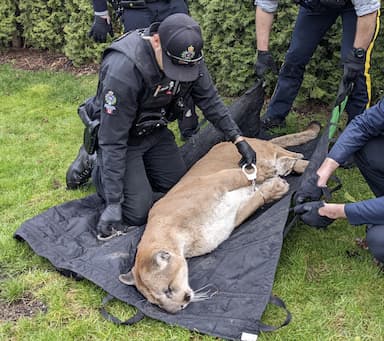 rcmp-handcuff-cougar-spotted-in-maple-ridge-neighbourhood