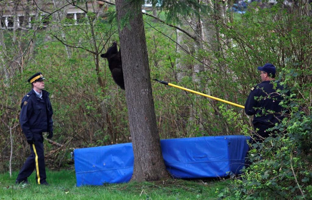 explosive-devices-to-scare-bears-banned-in-vancouver-over-safety-noise-issues