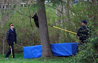 explosive-devices-to-scare-bears-banned-in-vancouver-over-safety-noise-issues