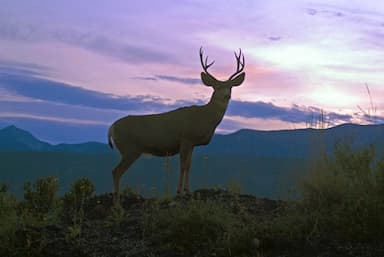 deer-attack-in-southeastern-b-c-leaves-woman-cut-battered-and-bruised