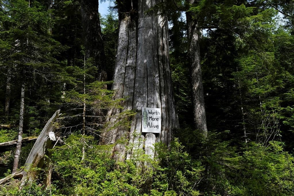 rcmp-arrest-11-people-at-blockades-against-old-growth-logging-on-vancouver-island
