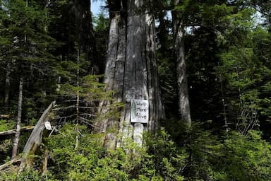 rcmp-arrest-11-people-at-blockades-against-old-growth-logging-on-vancouver-island