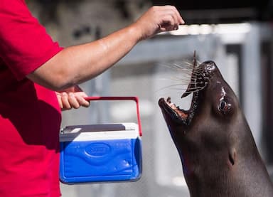 1-2-million-dollars-has-been-raised-so-far-in-a-fundraising-campaign-for-vancouver-aquarium