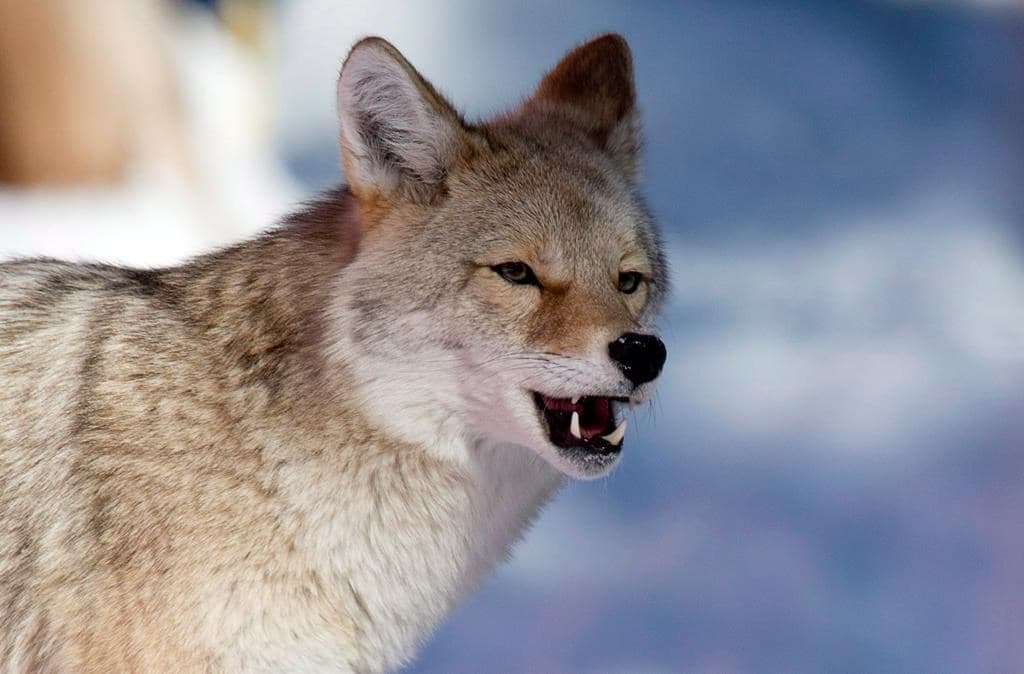 conservation-officers-search-for-coyote-that-bit-jogger-in-vancouvers-stanley-park