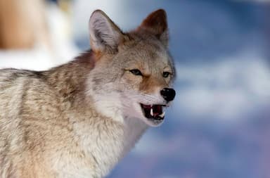conservation-officers-search-for-coyote-that-bit-jogger-in-vancouvers-stanley-park