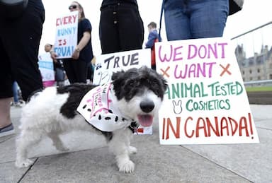 canada-bans-testing-of-cosmetic-products-on-animals