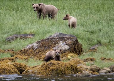 2-people-died-in-bear-attack-in-banff-national-park