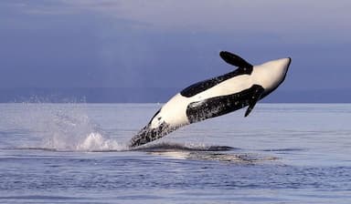 ubc-marine-biologist-has-won-the-worlds-top-award