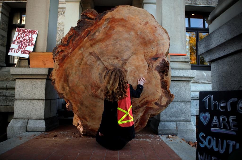 letter-signed-by-200-leaders-seeks-protection-for-b-c-s-old-growth-forests