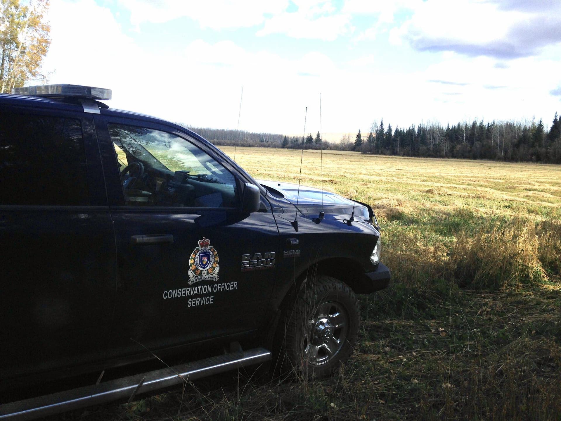 province-shares-details-of-its-plan-to-trap-and-kill-dozens-of-coyotes-in-stanley-park
