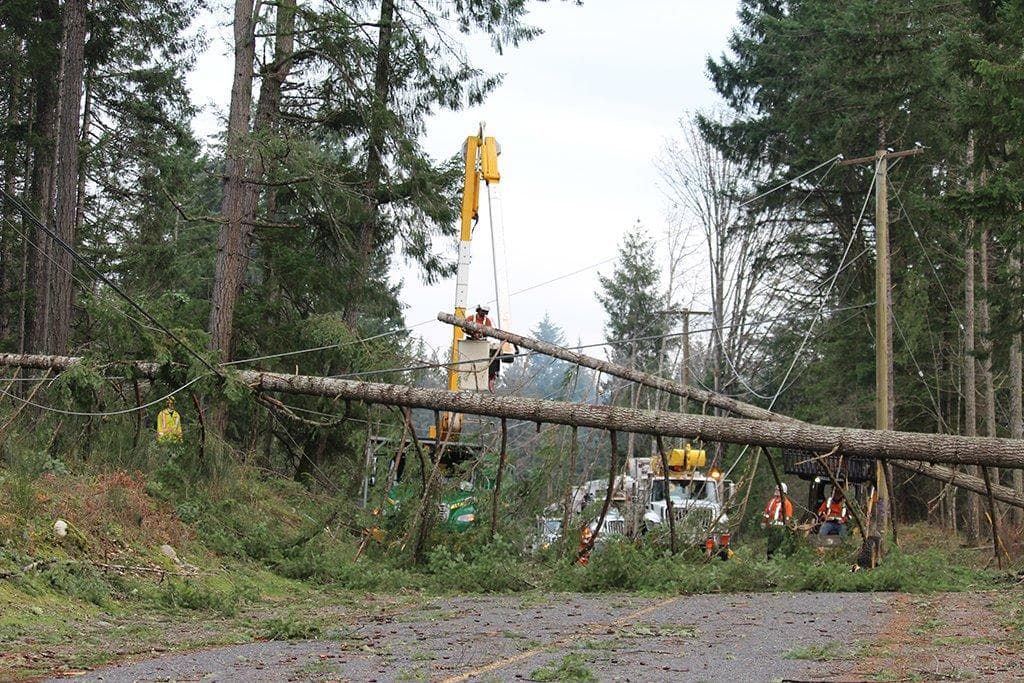 drought-weakened-trees-fall-storms-could-mean-more-power-outages-bc-hydro