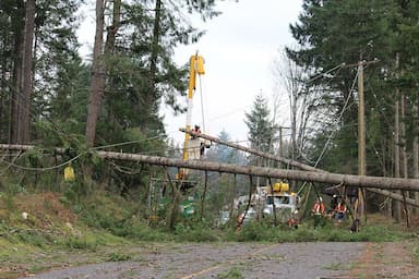 drought-weakened-trees-fall-storms-could-mean-more-power-outages-bc-hydro