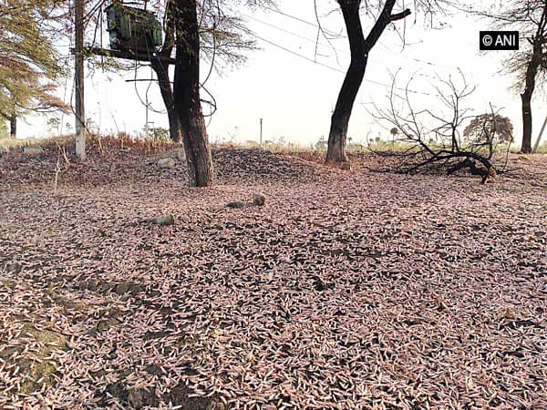 locust-operations-conducted-in-various-locations-in-india