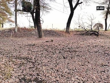 locust-operations-conducted-in-various-locations-in-india
