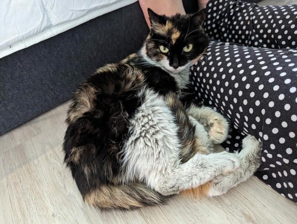 border-officers-in-vancouver-find-cat-in-parcel-from-china