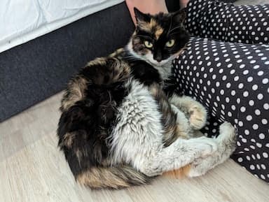 border-officers-in-vancouver-find-cat-in-parcel-from-china
