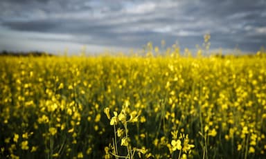 china-announces-75-8-per-cent-tariffs-on-canadian-canola
