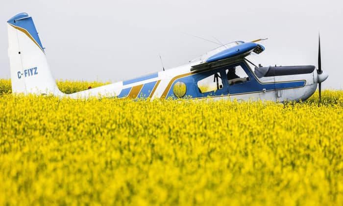 carney-pledges-370m-in-incentives-for-canola-sector