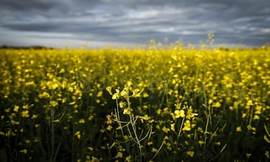 saskatchewan-premier-moe-federal-minister-to-meet-on-china-canola-tariff