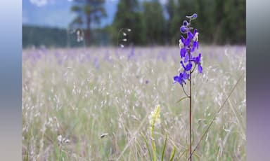nature-conservancy-of-canada-buys-b-c-grasslands-for-new-conservation-area