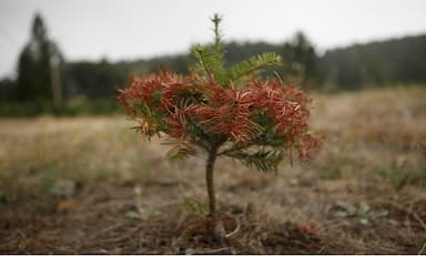 dawson-creek-declares-local-emergency-as-drought-strains-citys-water-supply