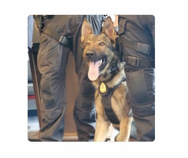 suspect-arrested-after-vpd-police-dog-bitten