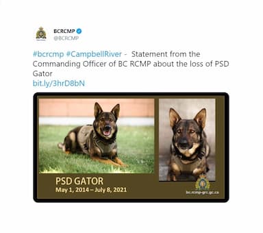 man-and-police-dog-are-dead-in-what-rcmp-say-was-a-confrontation-in-b-c-city