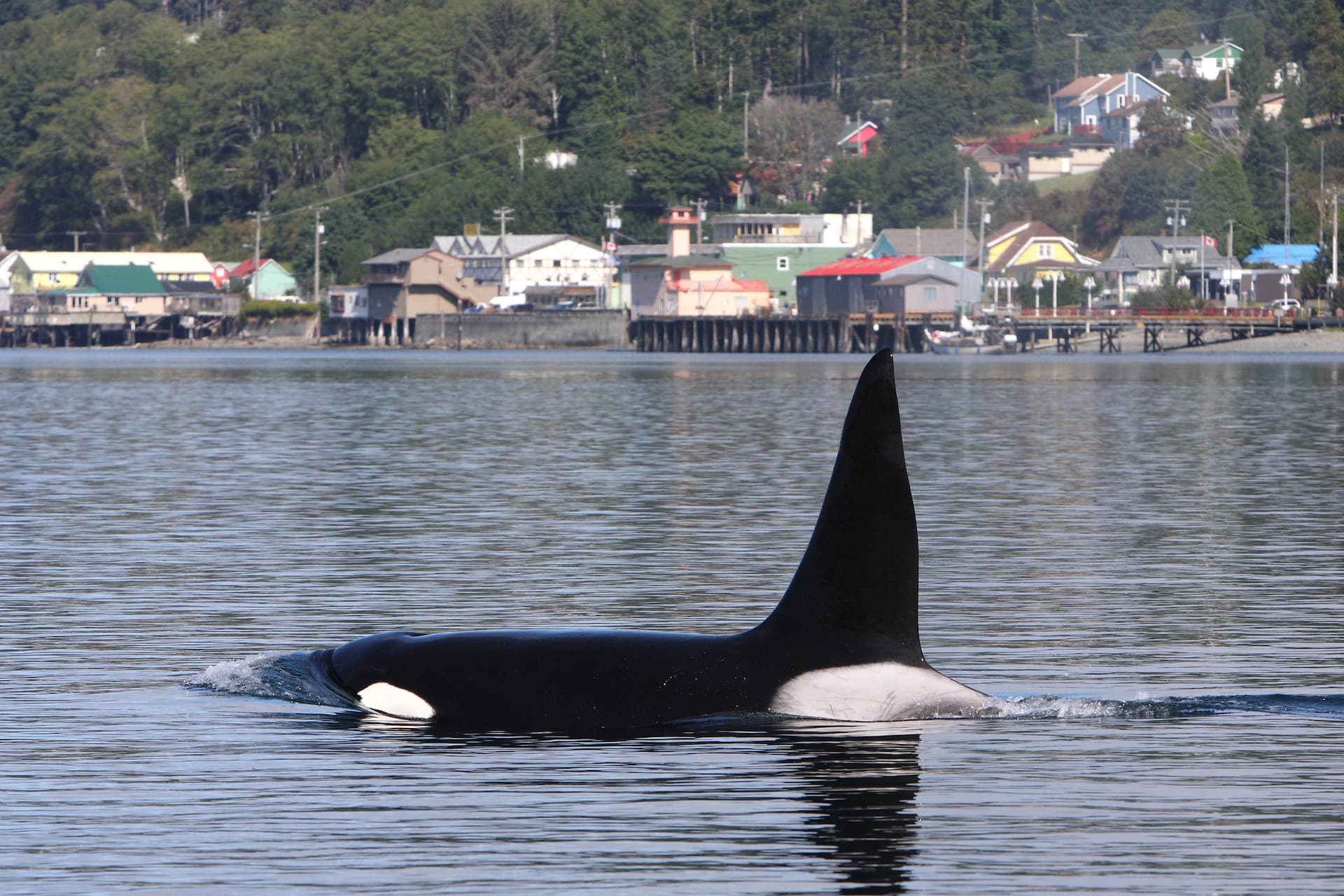 killer-whales-make-first-major-appearance-in-salish-sea-after-more-than-100-days