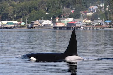 killer-whales-make-first-major-appearance-in-salish-sea-after-more-than-100-days