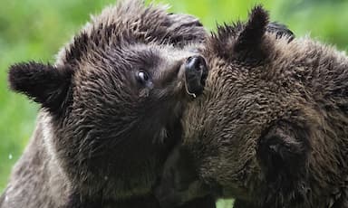 grizzly-attack-in-b-c-likely-defensive-bears-to-be-spared-investigators-say