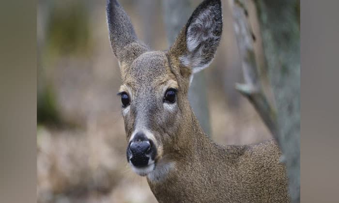 three-b-c-hunters-fined-and-banned-for-unlawfully-killing-wildlife-near-kamloops