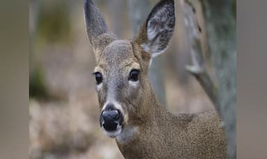 three-b-c-hunters-fined-and-banned-for-unlawfully-killing-wildlife-near-kamloops