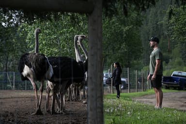 federal-appeal-court-grants-b-c-ostriches-stay-of-cull-pending-review