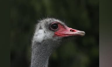 judge-refuses-to-allow-more-avian-flu-tests-on-ostriches-at-b-c-farm
