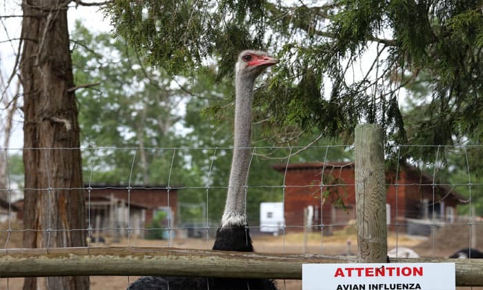 federal-court-of-appeal-to-hear-arguments-in-b-c-ostrich-farm-avian-flu-case