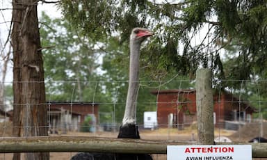 federal-court-of-appeal-to-hear-arguments-in-b-c-ostrich-farm-avian-flu-case