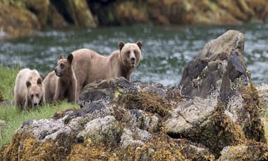 b-c-set-up-a-panel-on-bear-deaths-will-review-conservation-officer-training