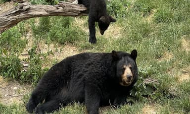 woman-attacked-by-bear-while-walking-dog-in-squamish-b-c-wildlife-area