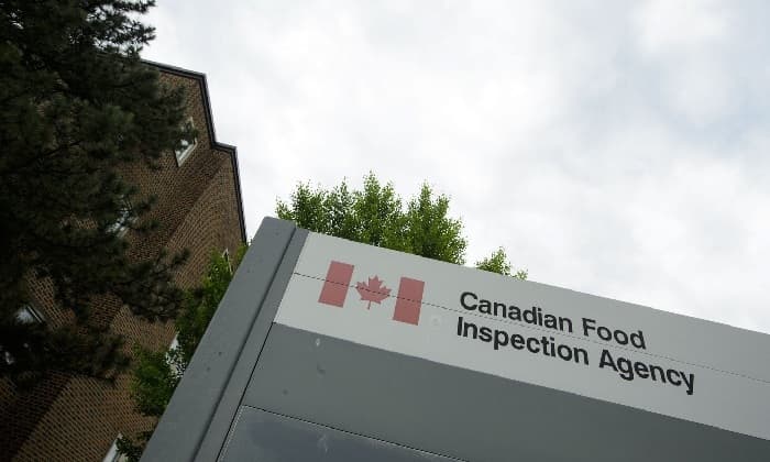 canadian-food-inspection-agency-finds-rare-disease-at-b-c-commercial-pigeon-premises