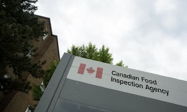 canadian-food-inspection-agency-finds-rare-disease-at-b-c-commercial-pigeon-premises