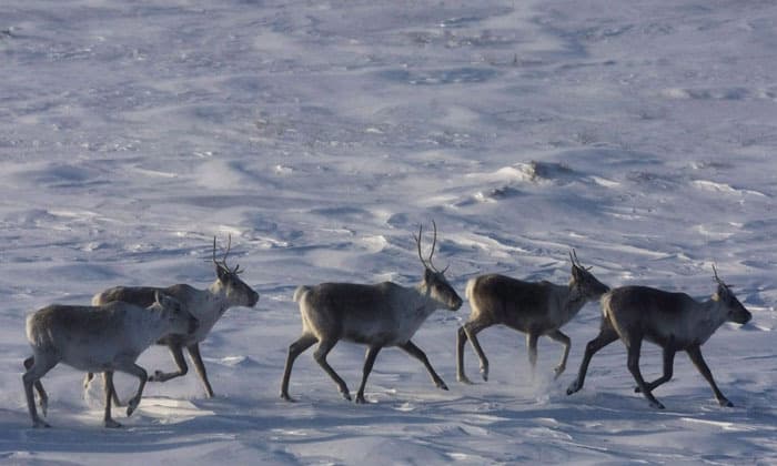 b-c-establishes-largest-provincial-park-in-a-decade-to-protect-threatened-caribou