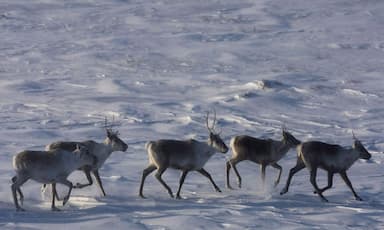 b-c-establishes-largest-provincial-park-in-a-decade-to-protect-threatened-caribou