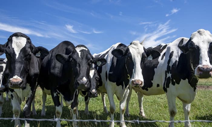canadian-dairy-farmers-urge-ottawa-not-to-make-dairy-concessions-in-u-s-trade-talks