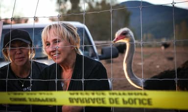 The Supreme Court of Canada grants stay on ostrich cull, farm's  lawyer says