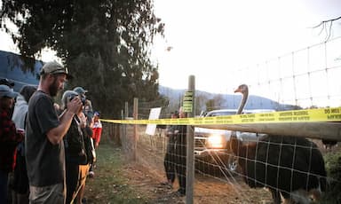 stay-of-ostrich-cull-in-southeast-b-c-an-ongoing-potential-health-risk-cfia-says