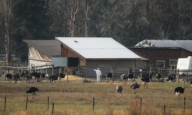 cfia-says-threats-against-staff-escalated-during-b-c-ostrich-cull-forcing-family-relocation