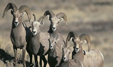 b-c-man-gets-hunting-ban-13-000-penalty-after-illegally-killing-bighorn-ram