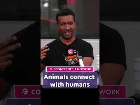 Animal connect with Humans.